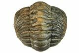 Wide, Enrolled, Morocops Trilobite - Very Pustulous #224264-1